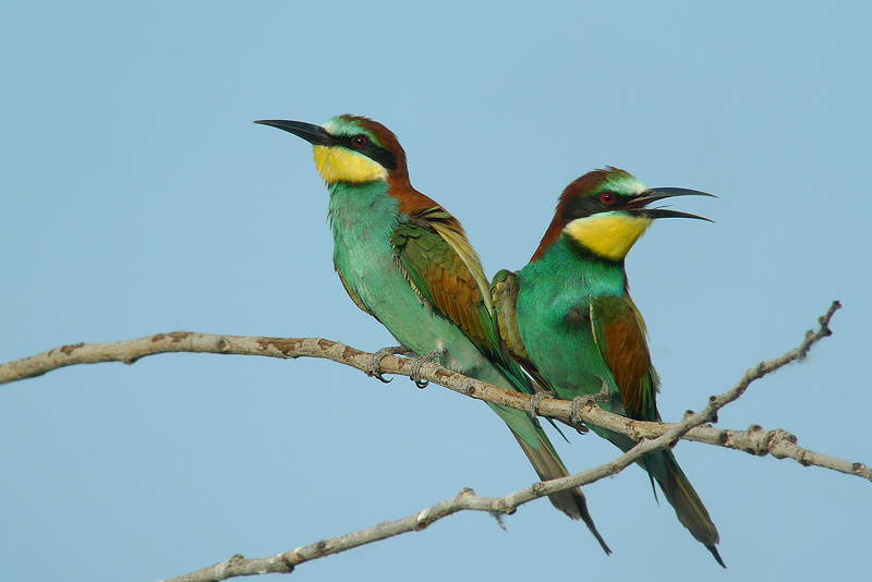 Gruccione in Digiscoping